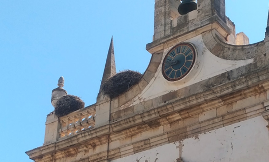 Storks' nests in Faro
