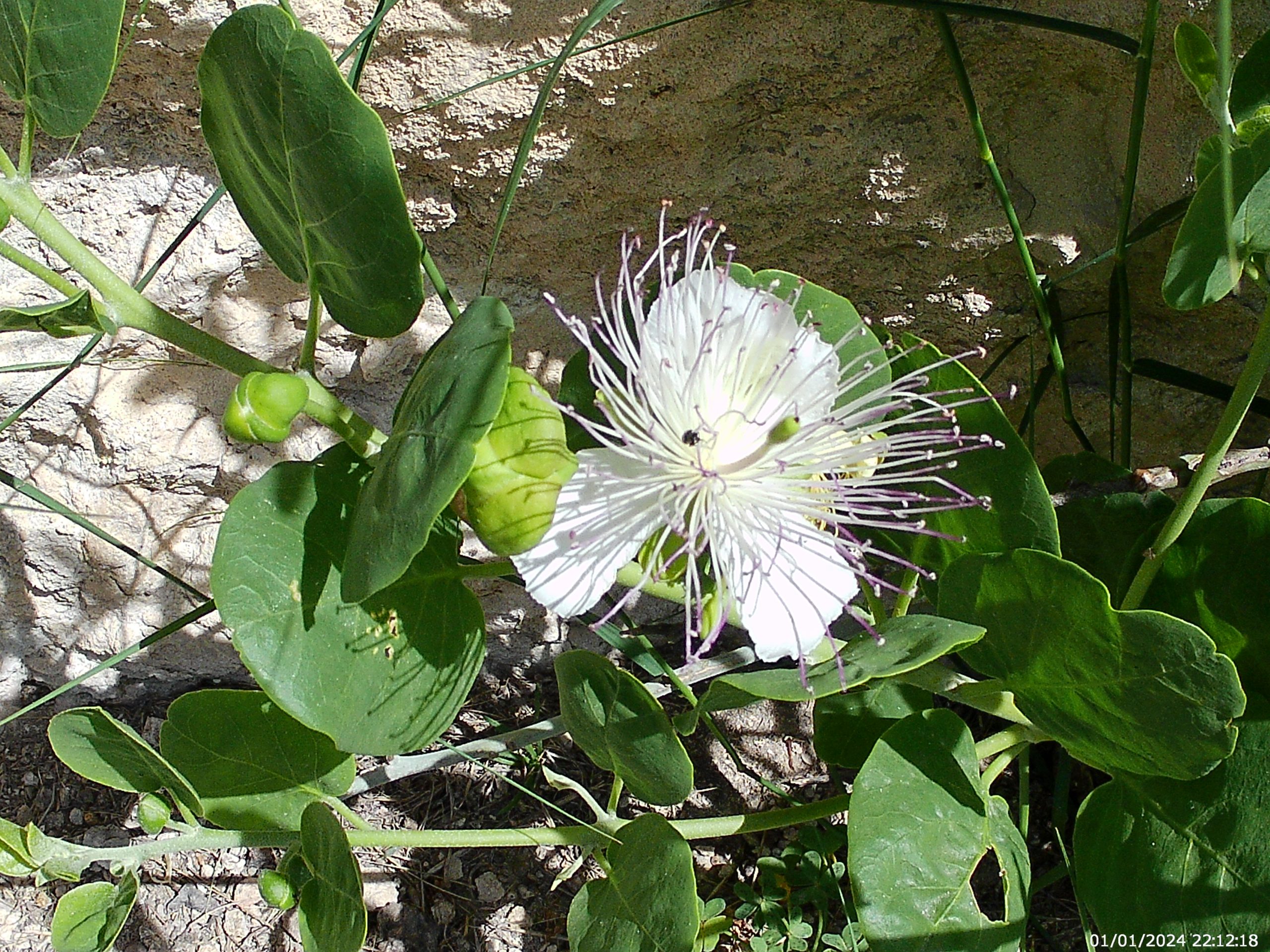 Tuvixeddu Hill