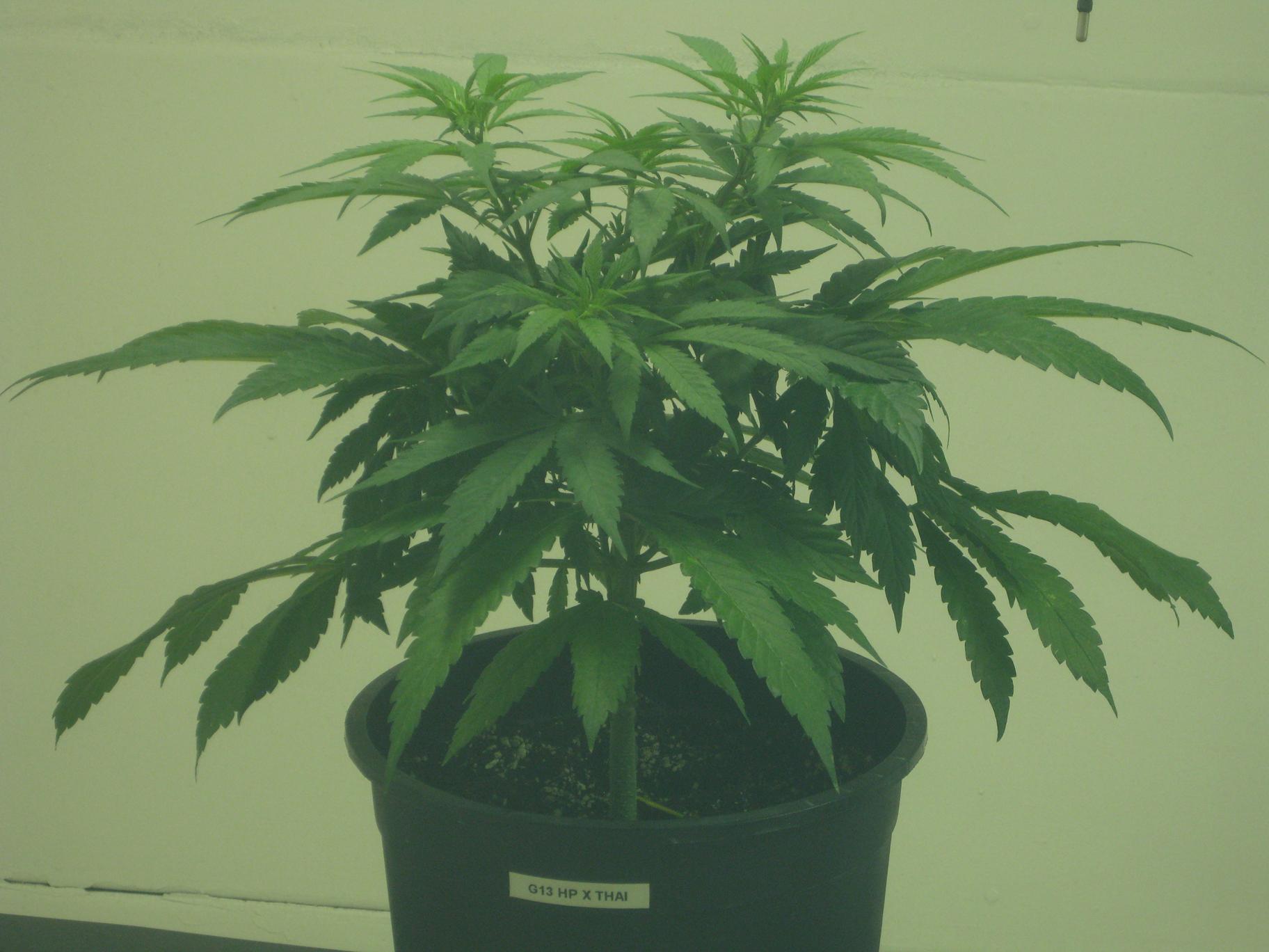 Cannabis Museum Amsterdam