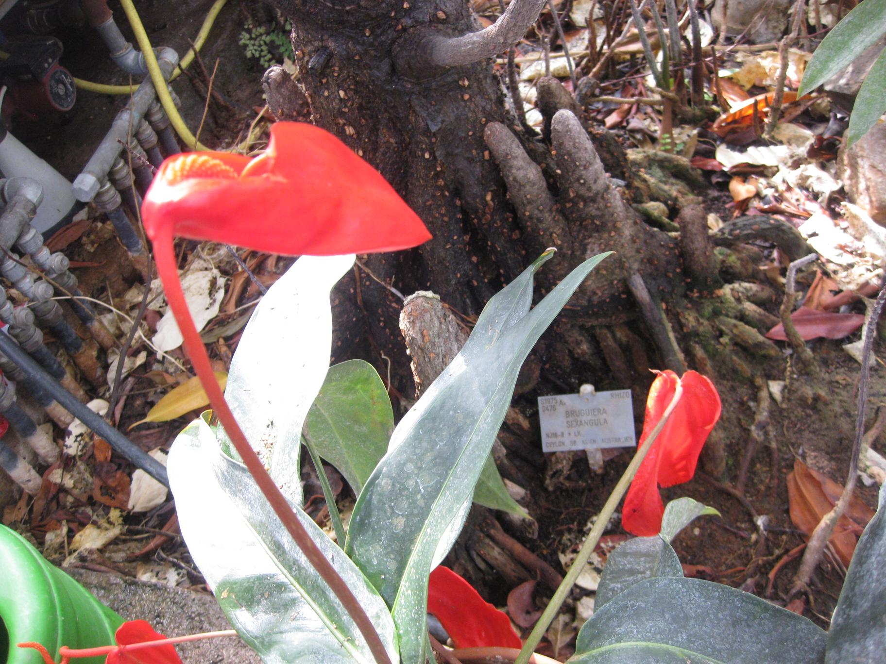 Copenhagen Botanical Garden