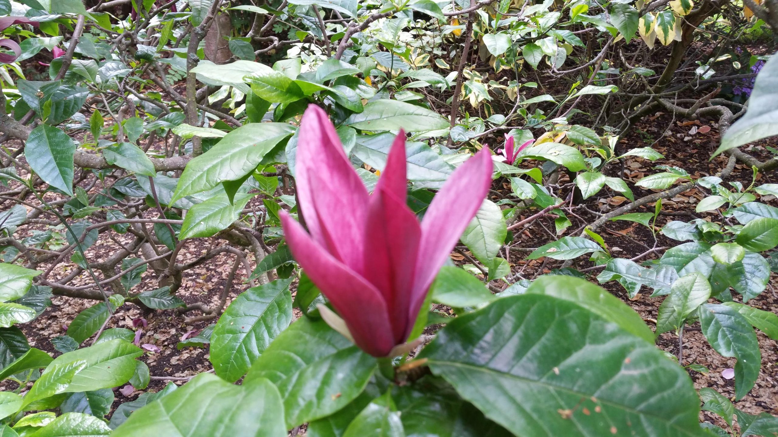 Holyrood Palace Gardens