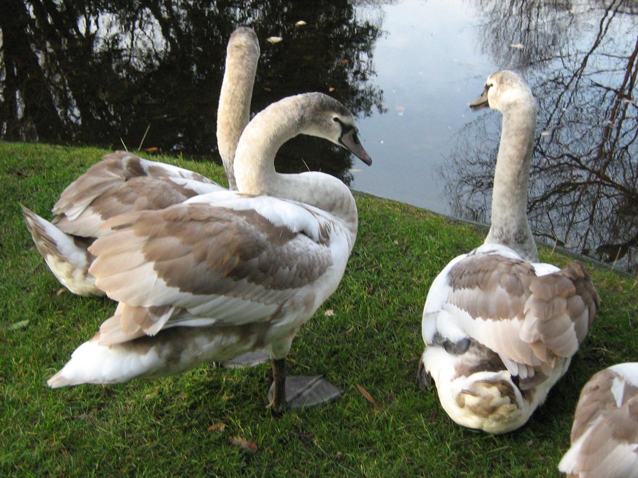 St Stephen’s Green Dublin