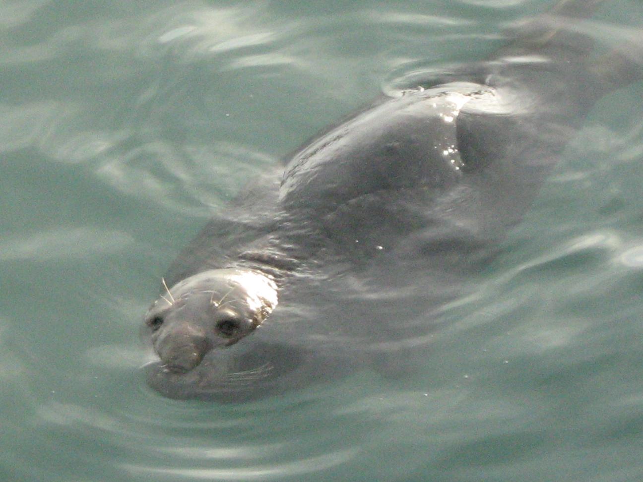 Seals of Howth