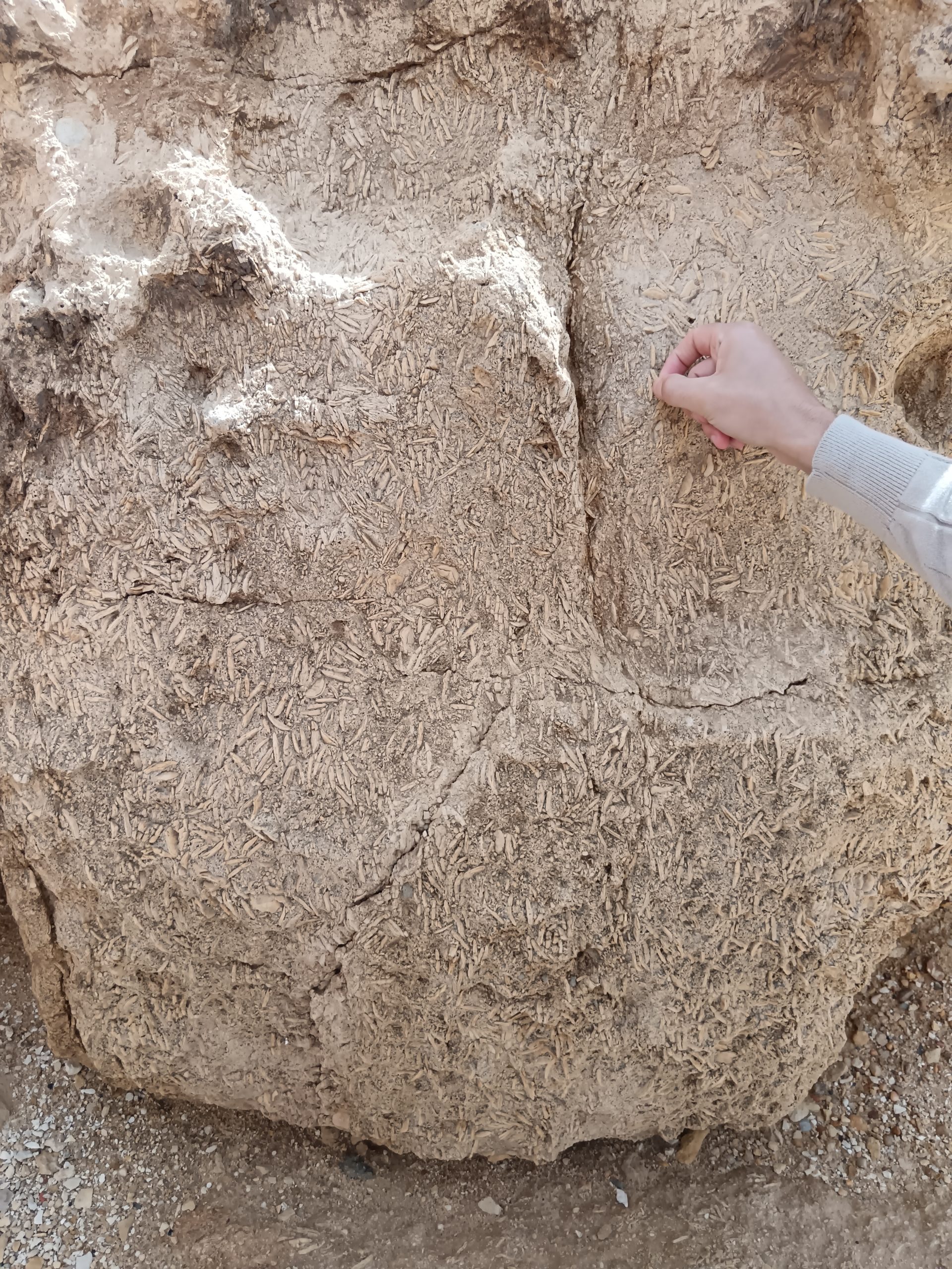 Marine Fossils