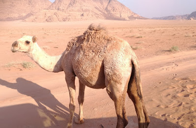 Wadi Rum