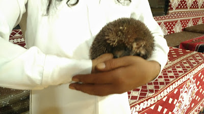 hedgehog